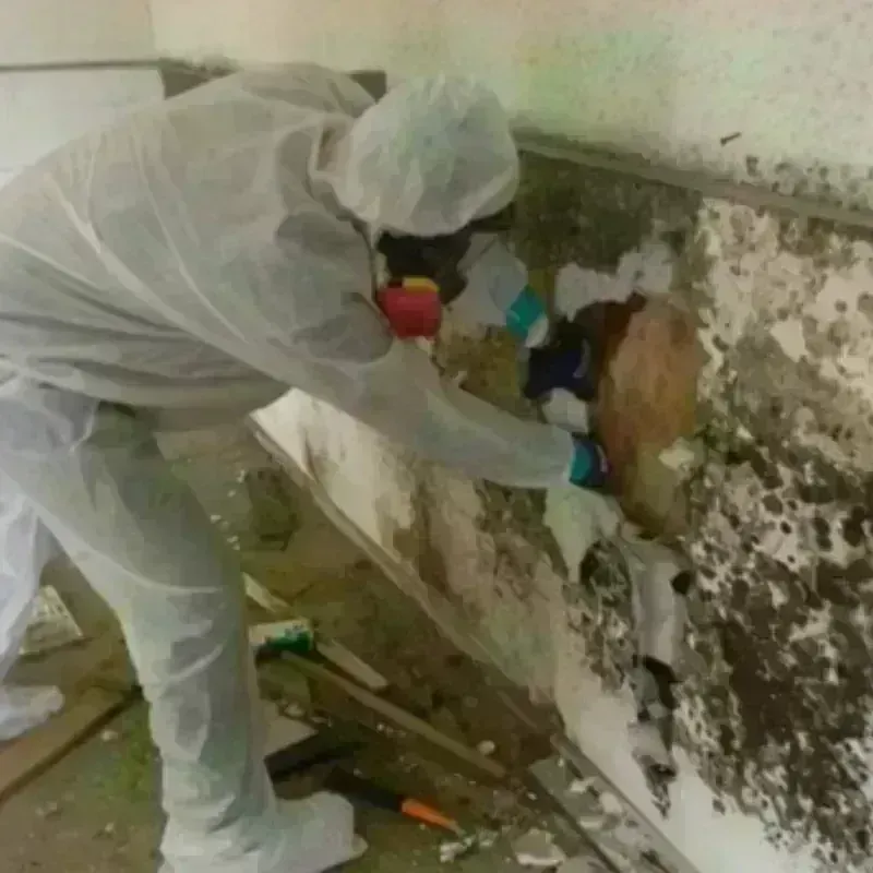 Mold Remediation and Removal in Burlington, IA